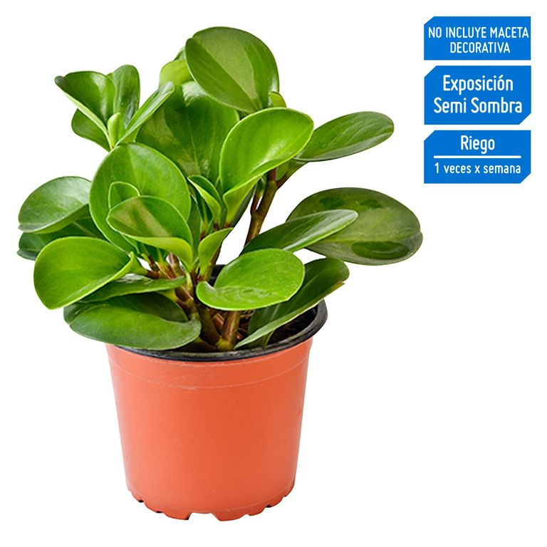 Planta de Interior Peperomia