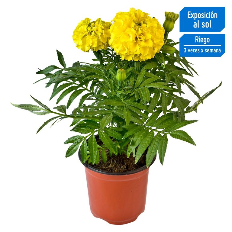 Flor Natural Marigold