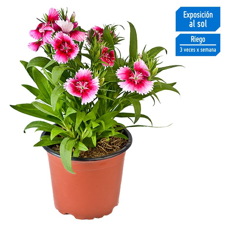 Flor Natural Clavelina