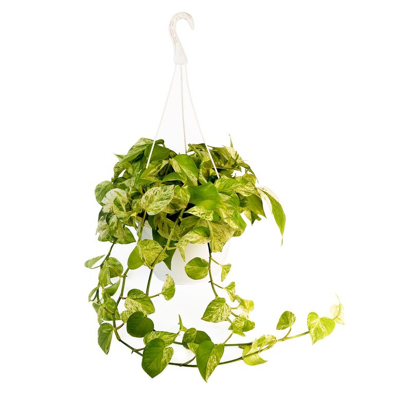 Planta Natural Boa en Maceta Colgante