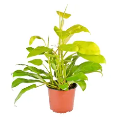 4 ESTACIONES - Natural CT30