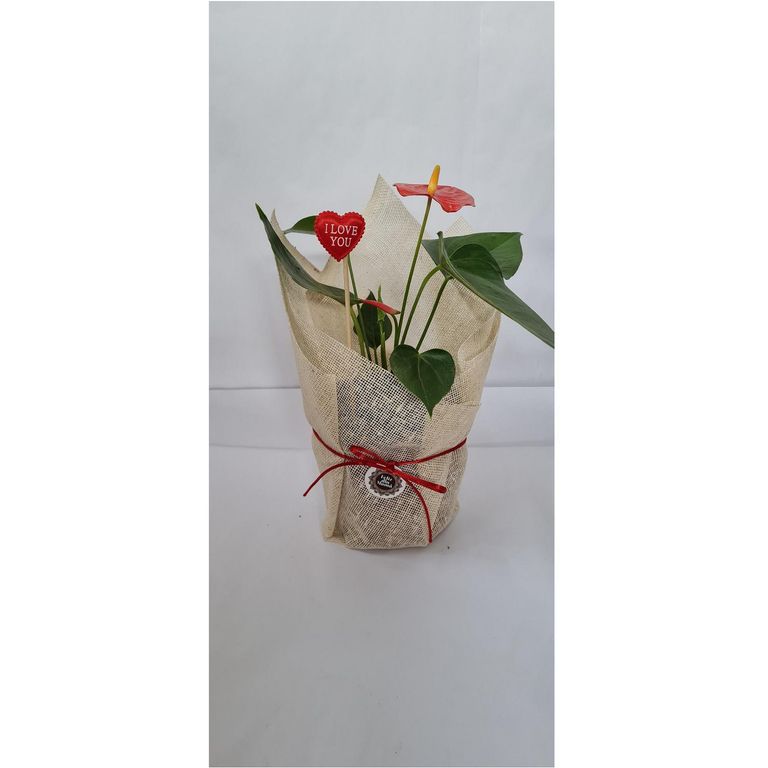 Planta Anthurio Rojo