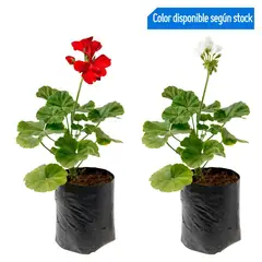 4 ESTACIONES - Flor Natural Geranio