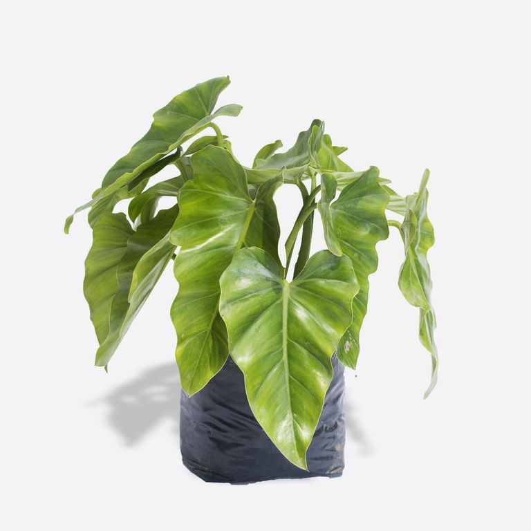 Planta Natural Philodendro Oreja de Elefante