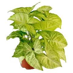 undefined - Natural CT14