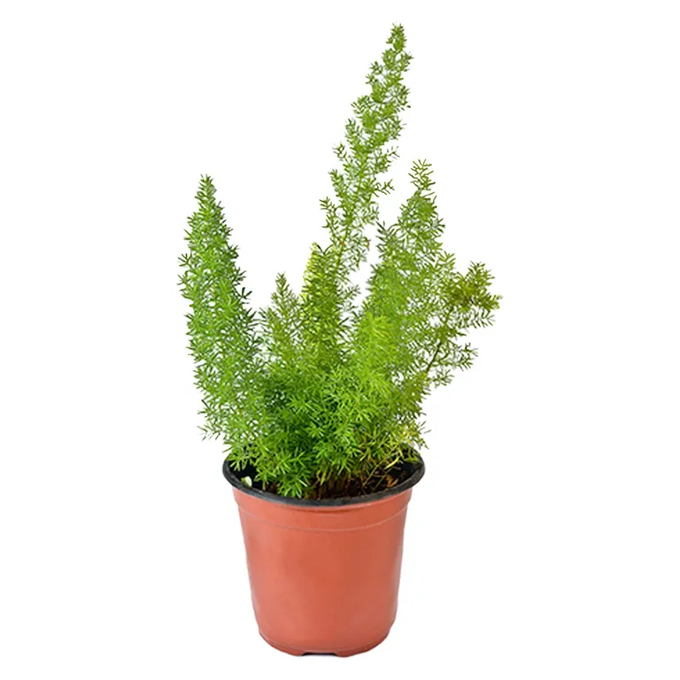 Planta Natural Esparrago Vela