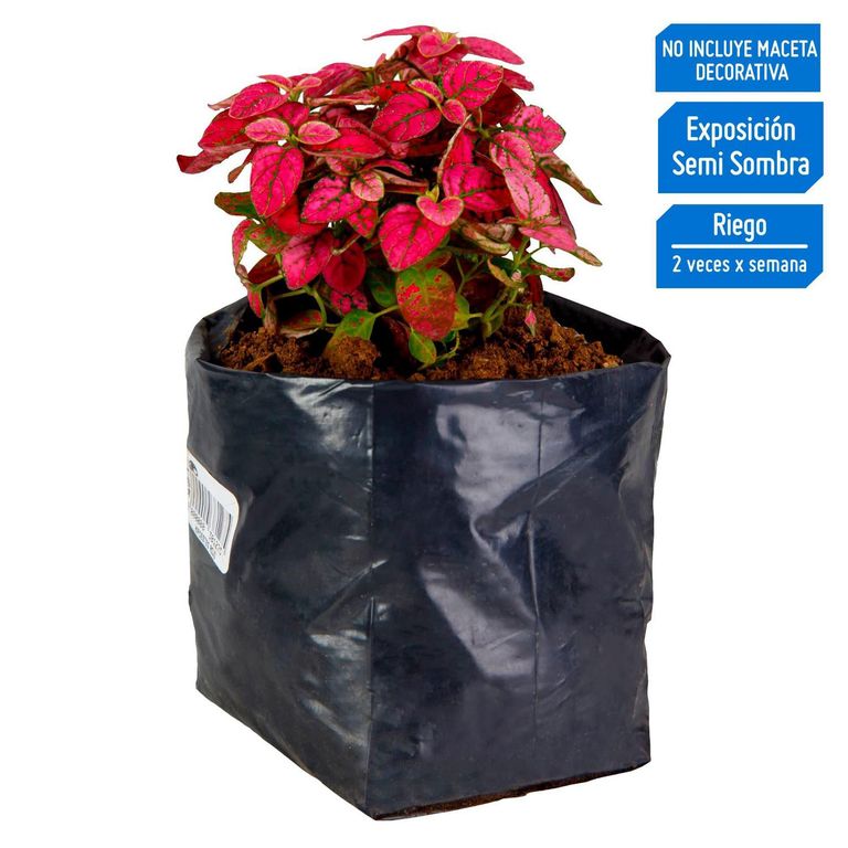 Planta Natural Hipoestes Rojo
