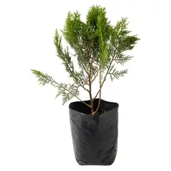 4 ESTACIONES - Planta Natural Thuja 15cm