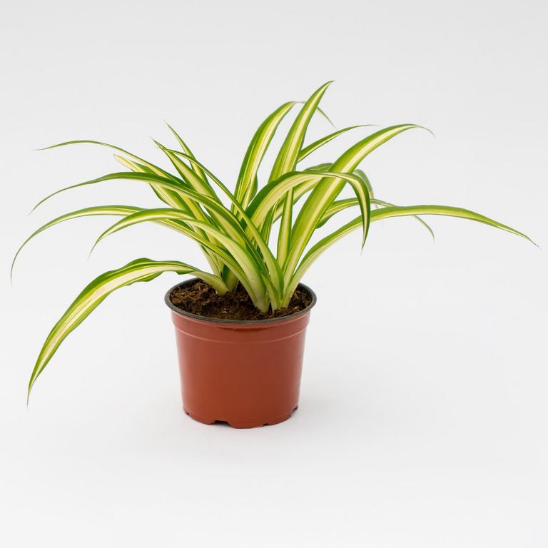 Planta Natural Clorofito