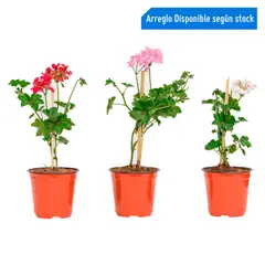 4 ESTACIONES - Hiedra Rellena