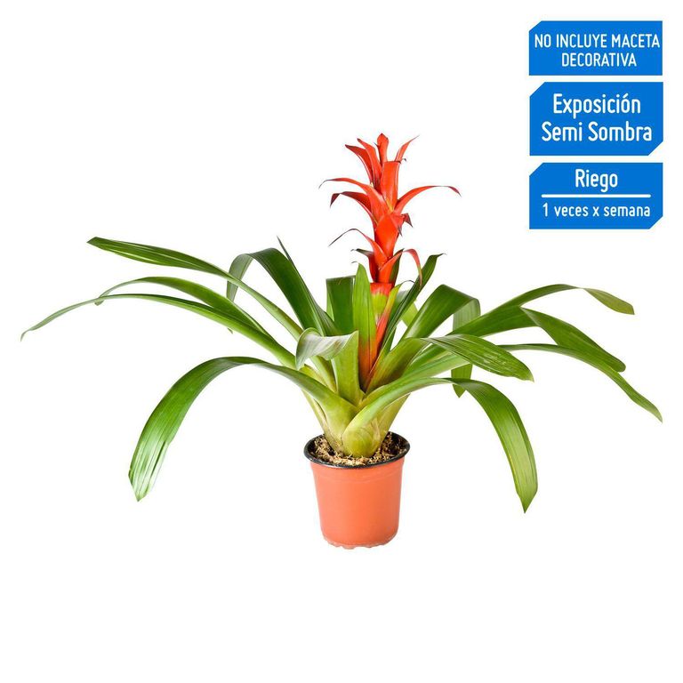 Bromelia Guzmania