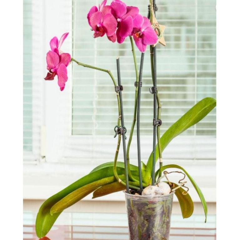 Maceta Orquídea Traslúcida 14.7cm
