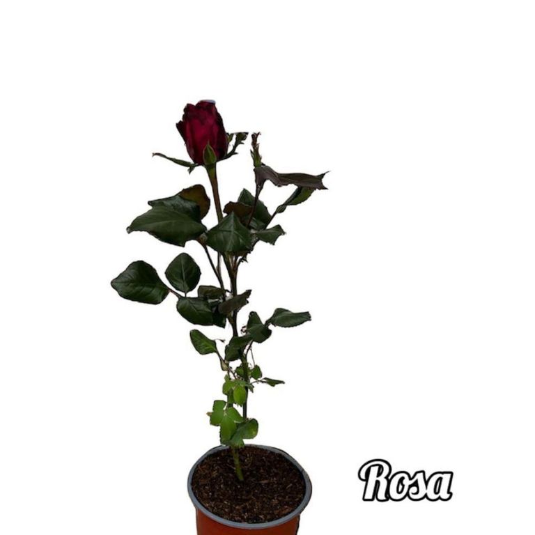 Planta con Rosa