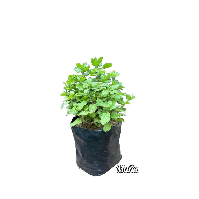 Planta de Muña