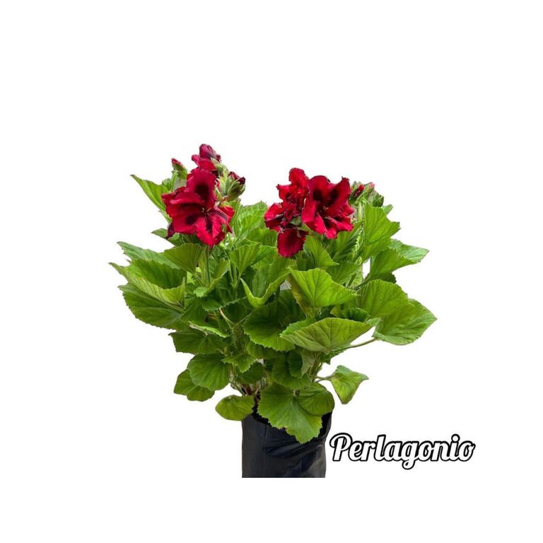 Pelargonio Planta Natural