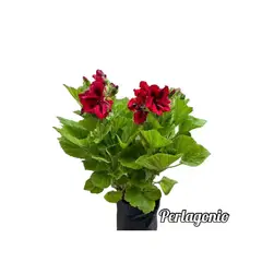 GENERICO - Pelargonio Planta Natural