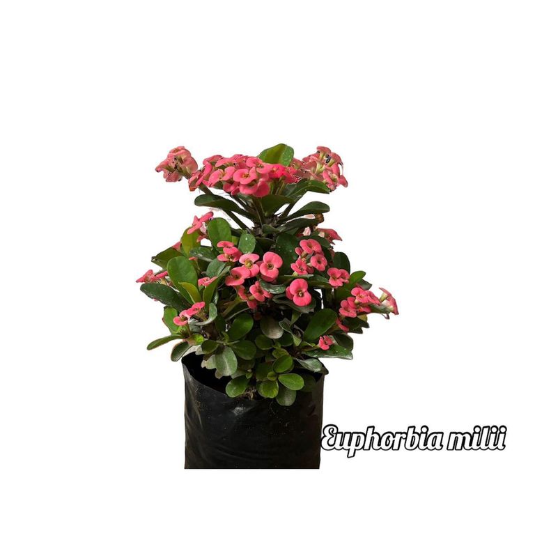 Euphorbia Milii Planta Natural