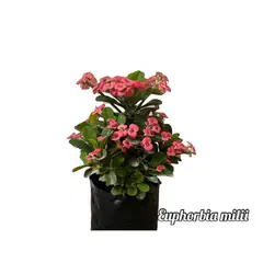 GENERICO - Euphorbia Milii Planta Natural