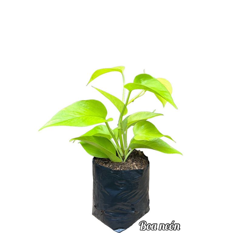 Boa Neón Planta Natural