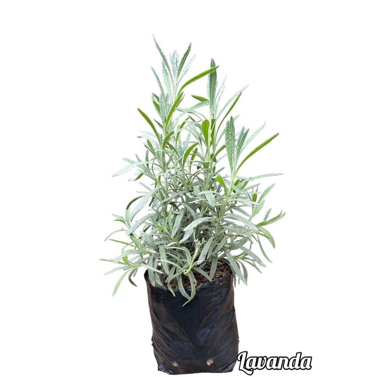 Lavanda Planta Natural