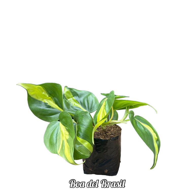 Boa de Brasil Planta Natural