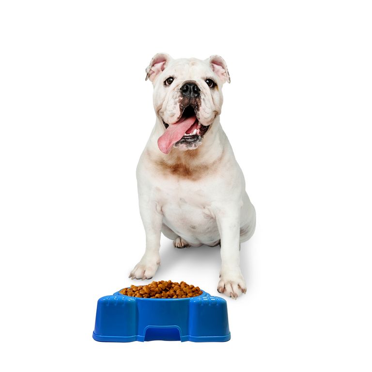 Plato de Mascota Oso Azul