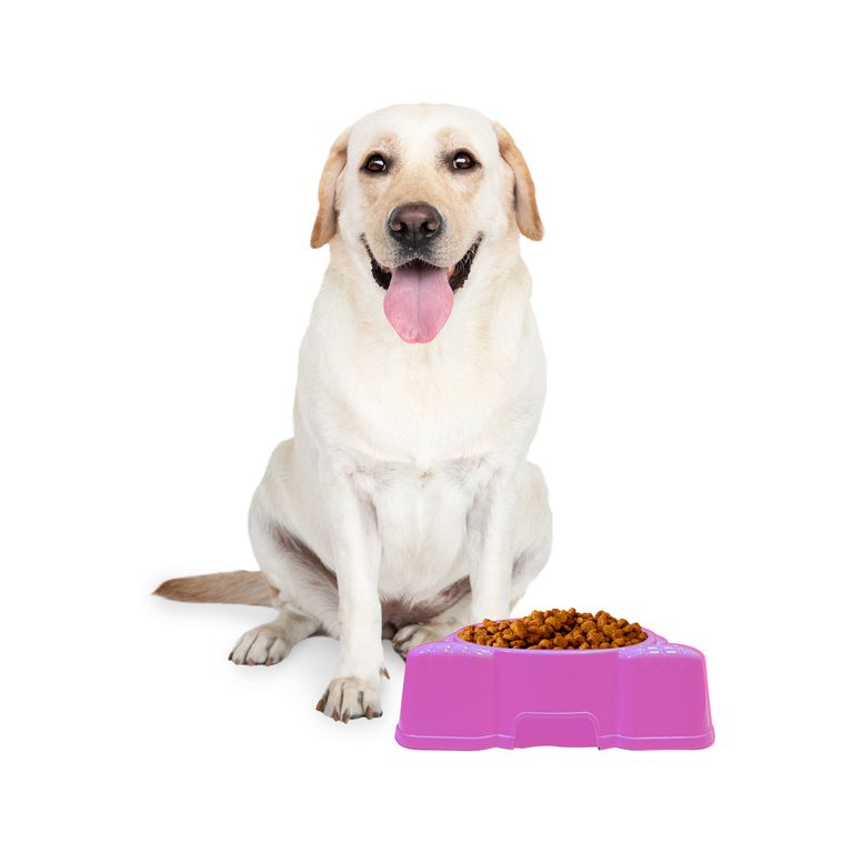 Plato de Mascota Oso Rosado
