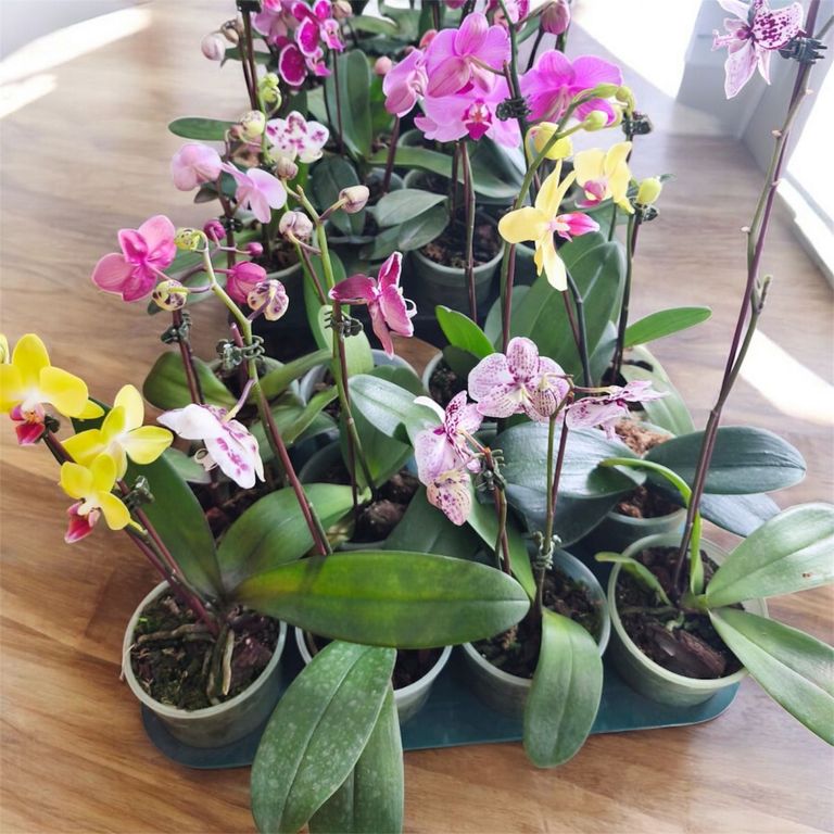 Orquídeas Natural