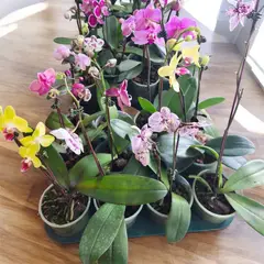 GENERICO - Orquídeas Natural