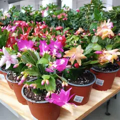 GENERICO - Cactus de Navidad Natural