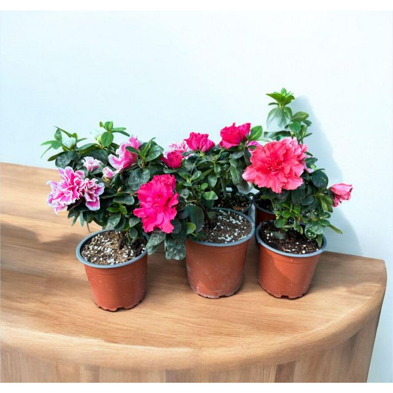 Planta Natural Azalea