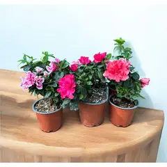 GENERICO - Planta Natural Azalea