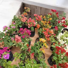 GENERICO - Bouganvilleas Naturales