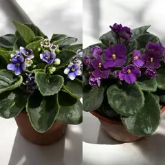 GENERICO - Violeta Africana Natural