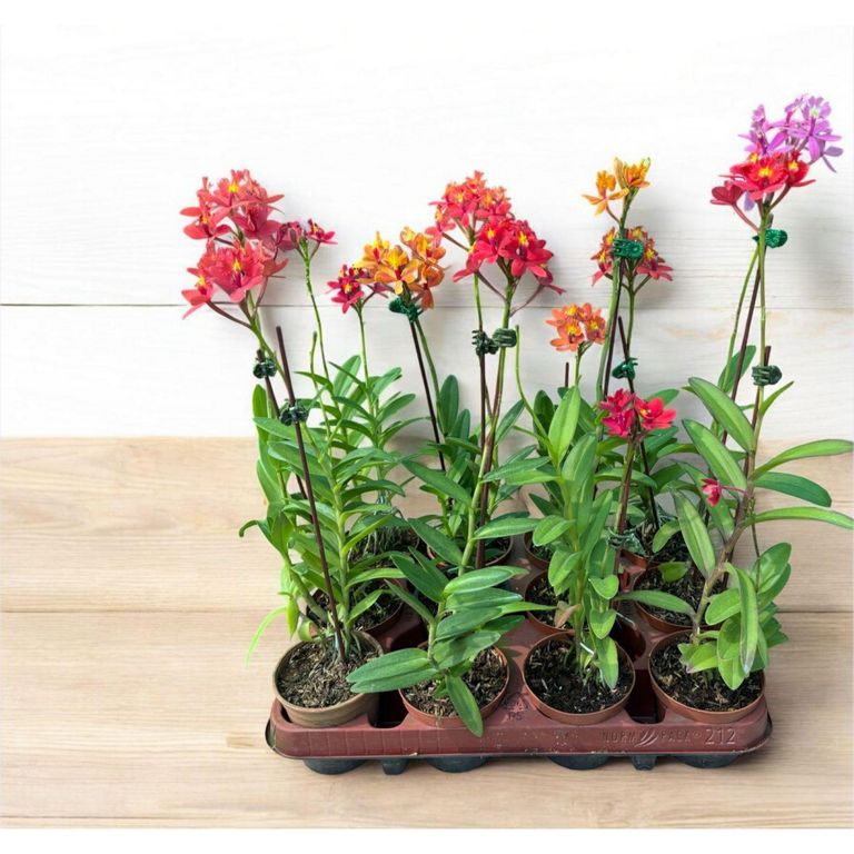 Planta Natutal Orquídea Epidendrum