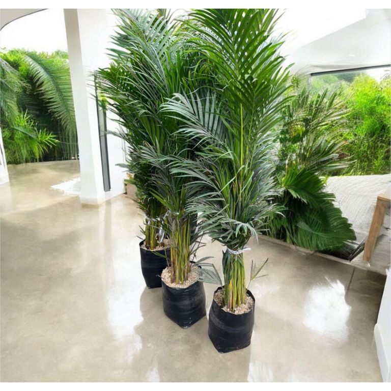 Planta Natural Palmera Hawaiana