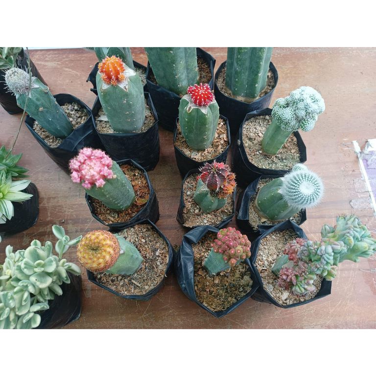 Planta Natural Cactus Injertos