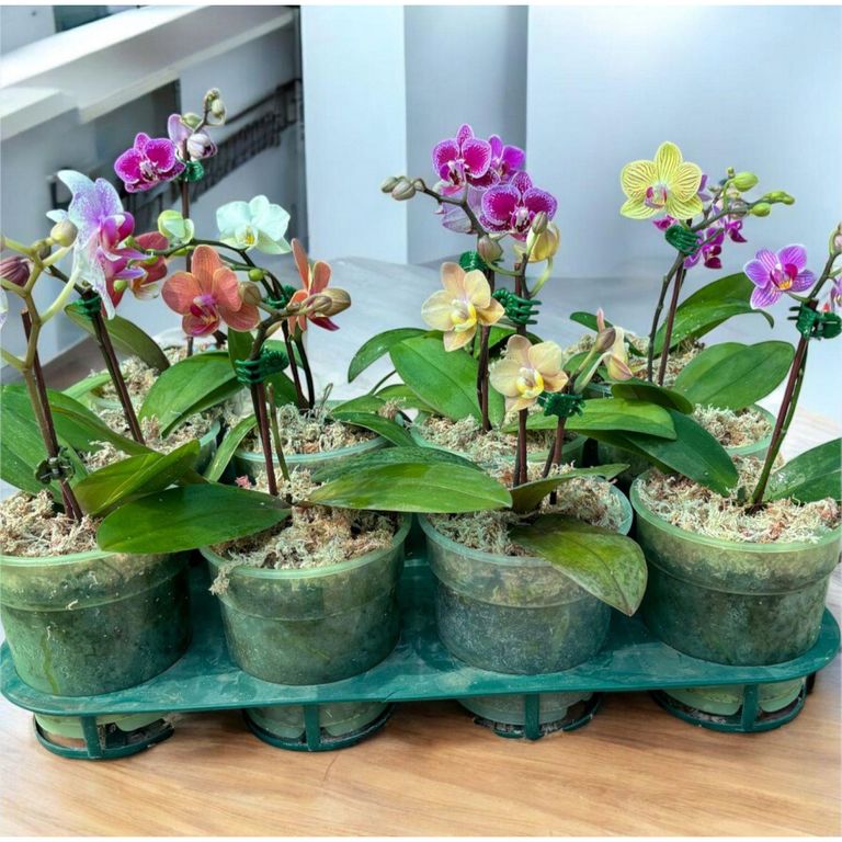 Planta Natural Mini Orquidea