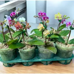 GENERICO - Planta Natural Mini Orquidea