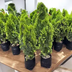 GENERICO - Planta de Thuja