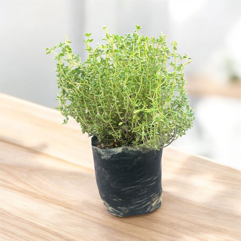 Planta de Tomillo.