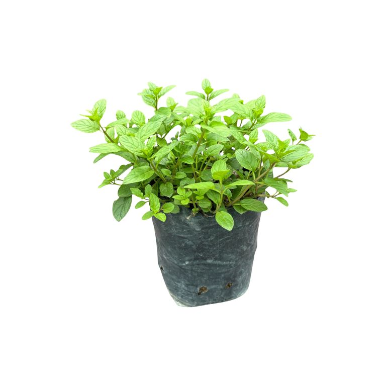 Planta de Menta.