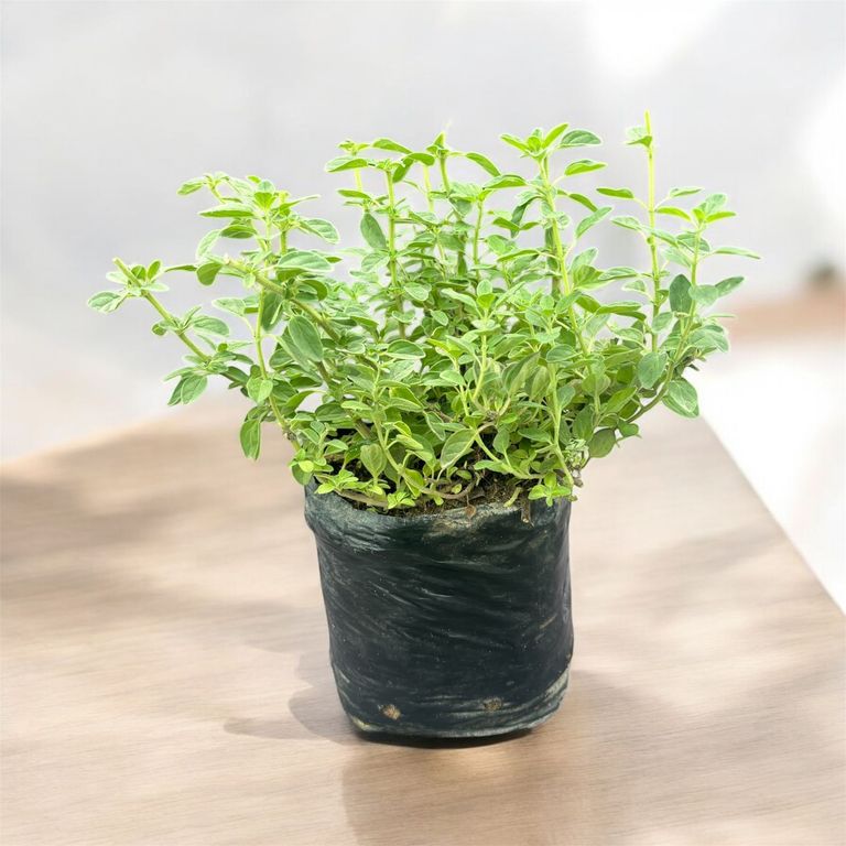 Planta de Orégano.