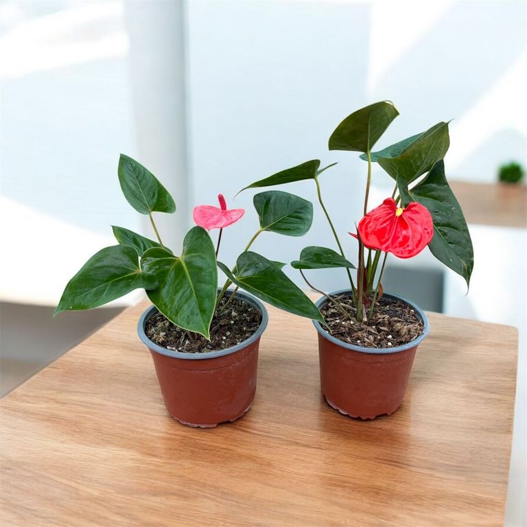 Planta de Anturio.