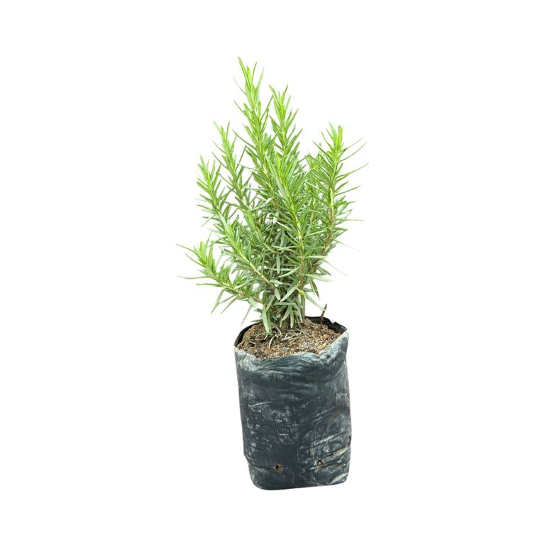 Planta de Romero.
