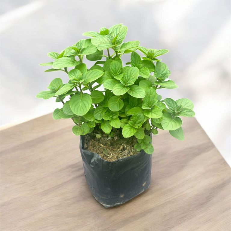 Planta de Hierba Buena.