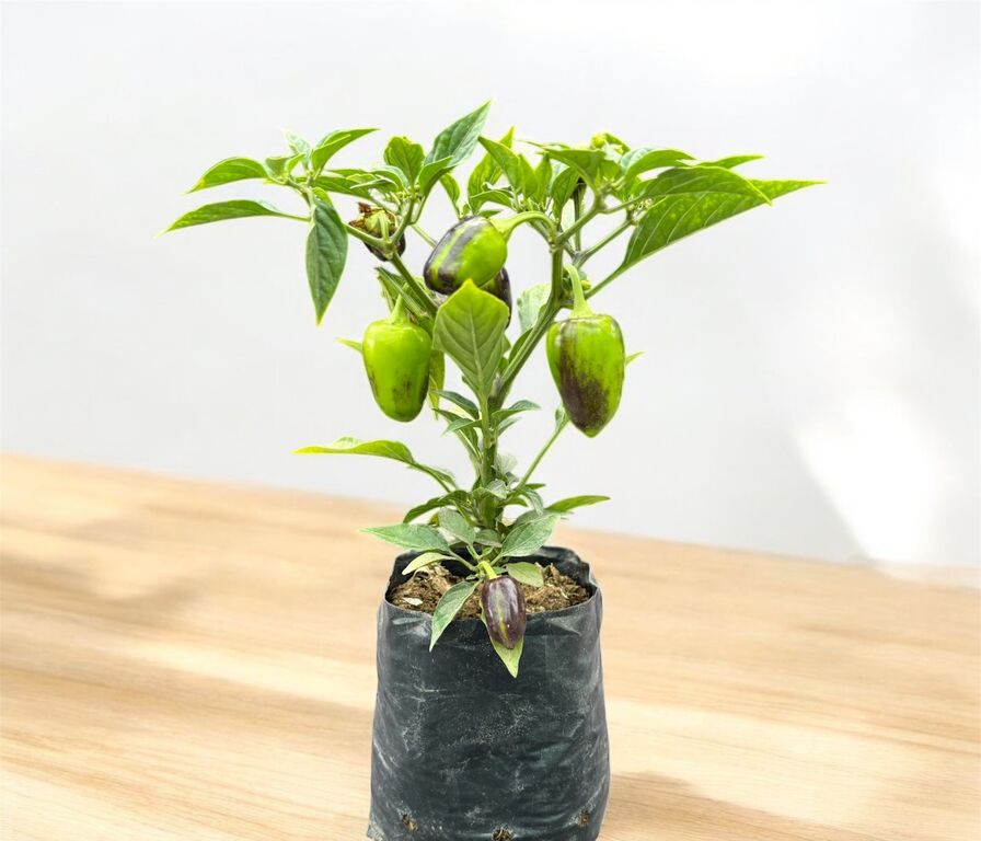 Planta de Aji.