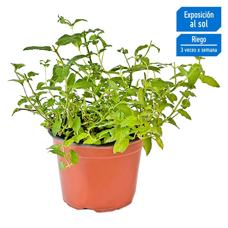 Planta Aromática Menta