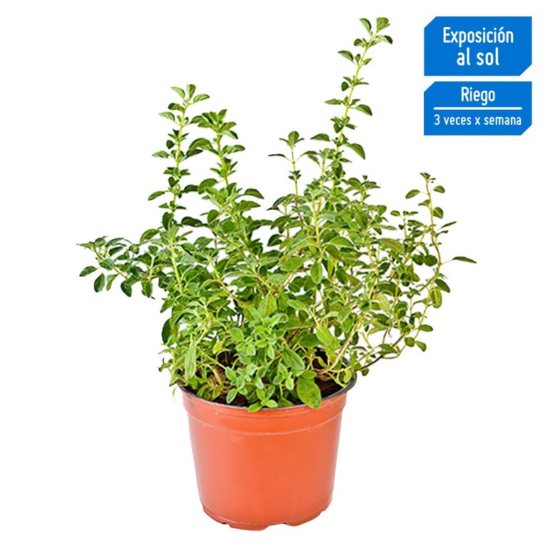 Planta Aromática Orégano