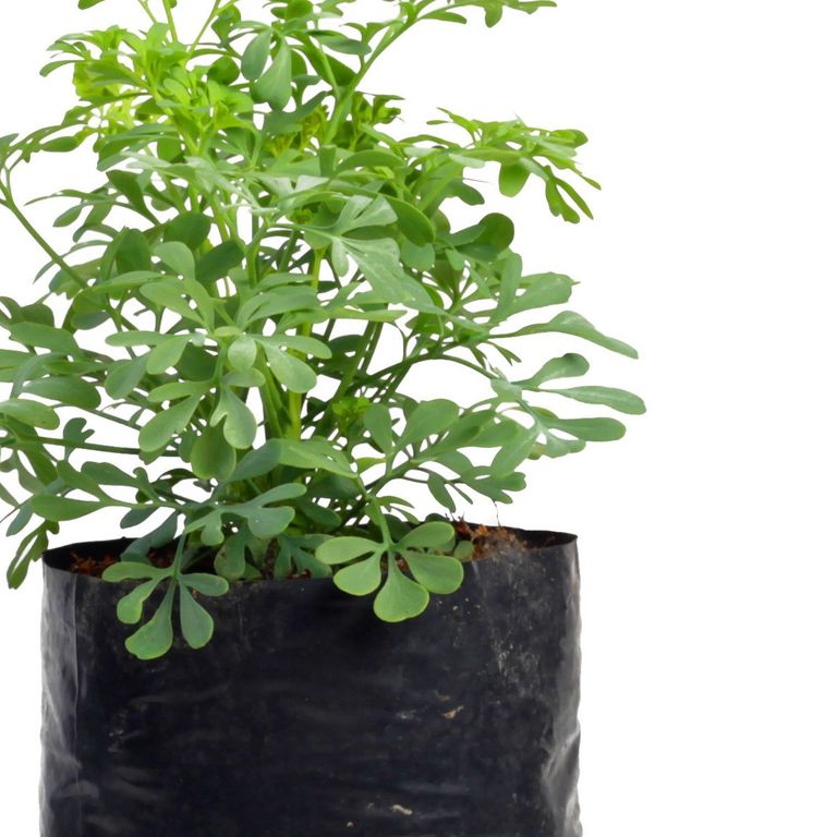Planta Aromática Ruda